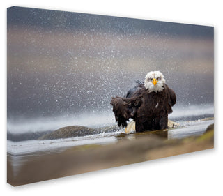 Milan Zygmunt 'Bald Eagle' Canvas Art, 12x19