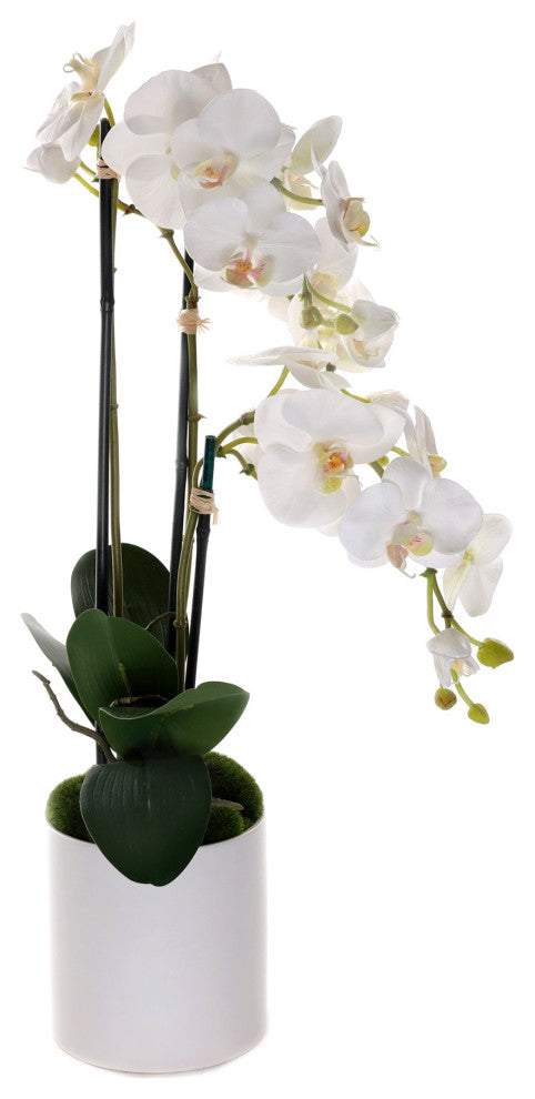 Real Touch Phalaenopsis Orchids in White Cylinder Pot
