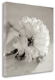 "Florison - 28" By Alan Blaustein, Giclee Print on Gallery Wrap Canvas