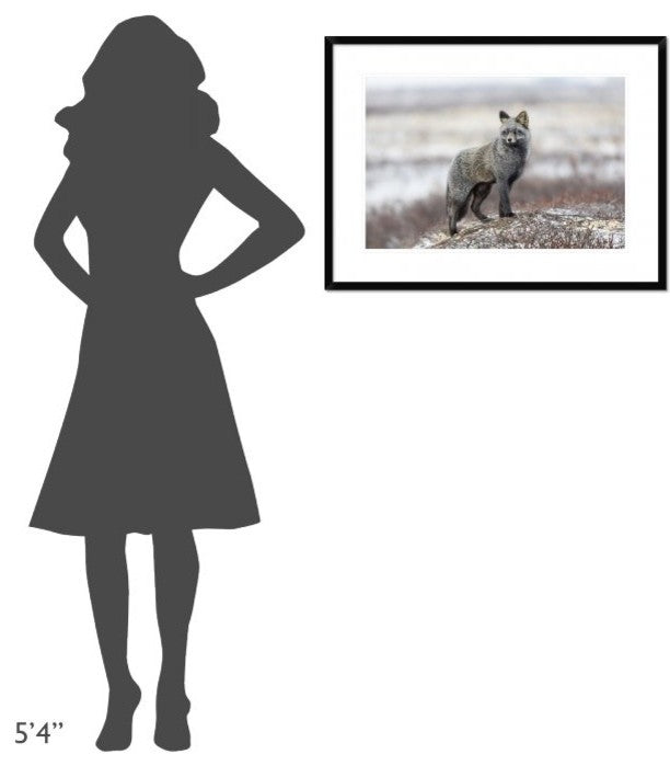 "Cross Fox" Framed Digital Print by Alessandro Catta, 32x24"
