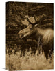 "Alaska Moose Feeding On Fireweed Flowers In The Spring, Alaska - Sepia" Artwork