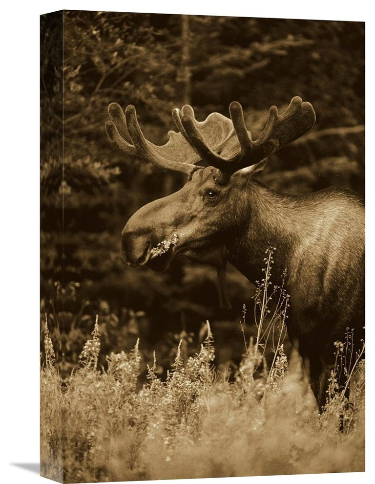 "Alaska Moose Feeding On Fireweed Flowers In The Spring, Alaska - Sepia" Artwork