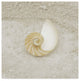 "Gypsy Sea Life Shell Spiral" by Lightboxjournal, Canvas Art