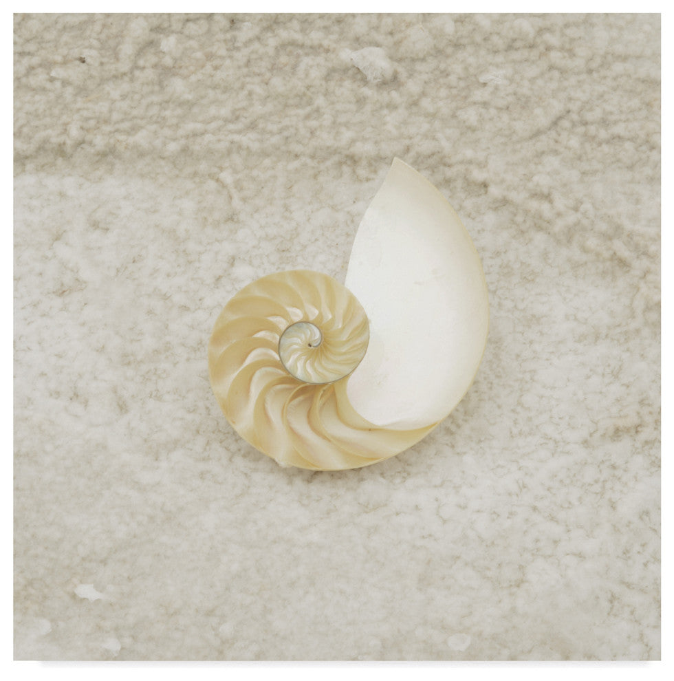 "Gypsy Sea Life Shell Spiral" by Lightboxjournal, Canvas Art