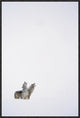 "Timber Wolf pair howling in snow, North America"  by Tim Fitzharris, 21x31"