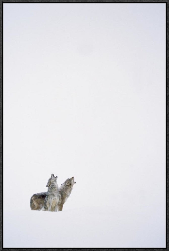 "Timber Wolf pair howling in snow, North America"  by Tim Fitzharris, 21x31"