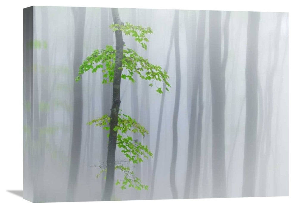 "The Fog And Leaves" Stretched Canvas Giclee by Michel Manzoni, 22x17"