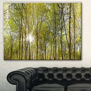 "Green Forest Panoramic View" Canvas Print
