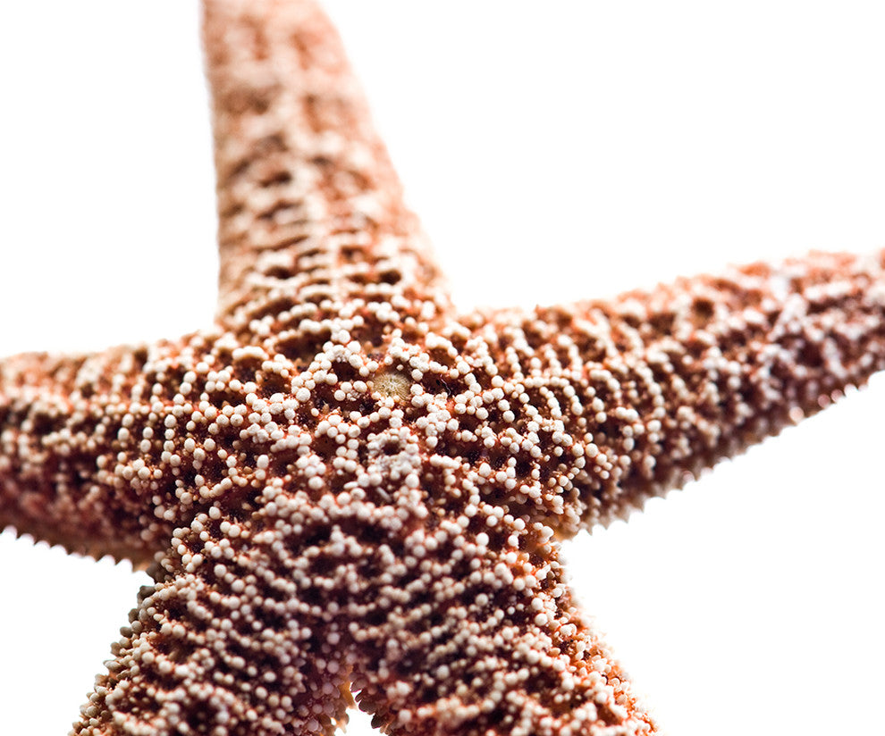 "Basket Stars" Wood, 20"x24"
