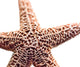 "Basket Stars" Wood, 20"x24"
