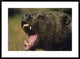 "Grizzly Bear calling, North America" Framed Print by Tim Fitzharris, 38"x28"
