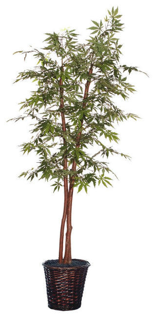 Full representation of the product (entire tree in pot) on white background.