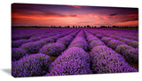 "Red Sunset Over Lavender Field" Wall Art Landscape, 1 Panel, 60"x28"