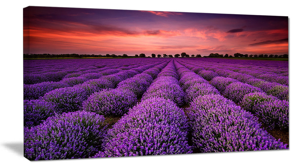 "Red Sunset Over Lavender Field" Wall Art Landscape, 1 Panel, 60"x28"