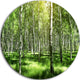 Beautiful Birch Grove, Landscape Round Metal Wall Art, 11"