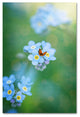 Philippe Sainte-Laudy ''Forget-Me-Not'' Canvas Art, 30x47