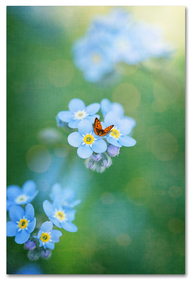 Philippe Sainte-Laudy ''Forget-Me-Not'' Canvas Art, 30x47