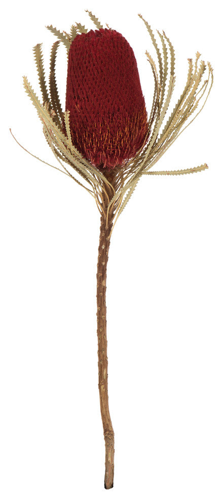 Vickerman 12" Natural Jumbo Banksia Flower With Stem, Dried 2 Pack, Red