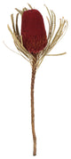 Vickerman 12" Natural Jumbo Banksia Flower With Stem, Dried 2 Pack, Red
