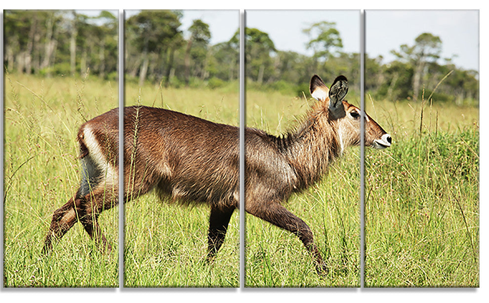 Waterbuck Antelope in Green Grass, African Canvas Print, 48"x28", 4 Panels