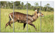 Waterbuck Antelope in Green Grass, African Canvas Print, 48"x28", 4 Panels
