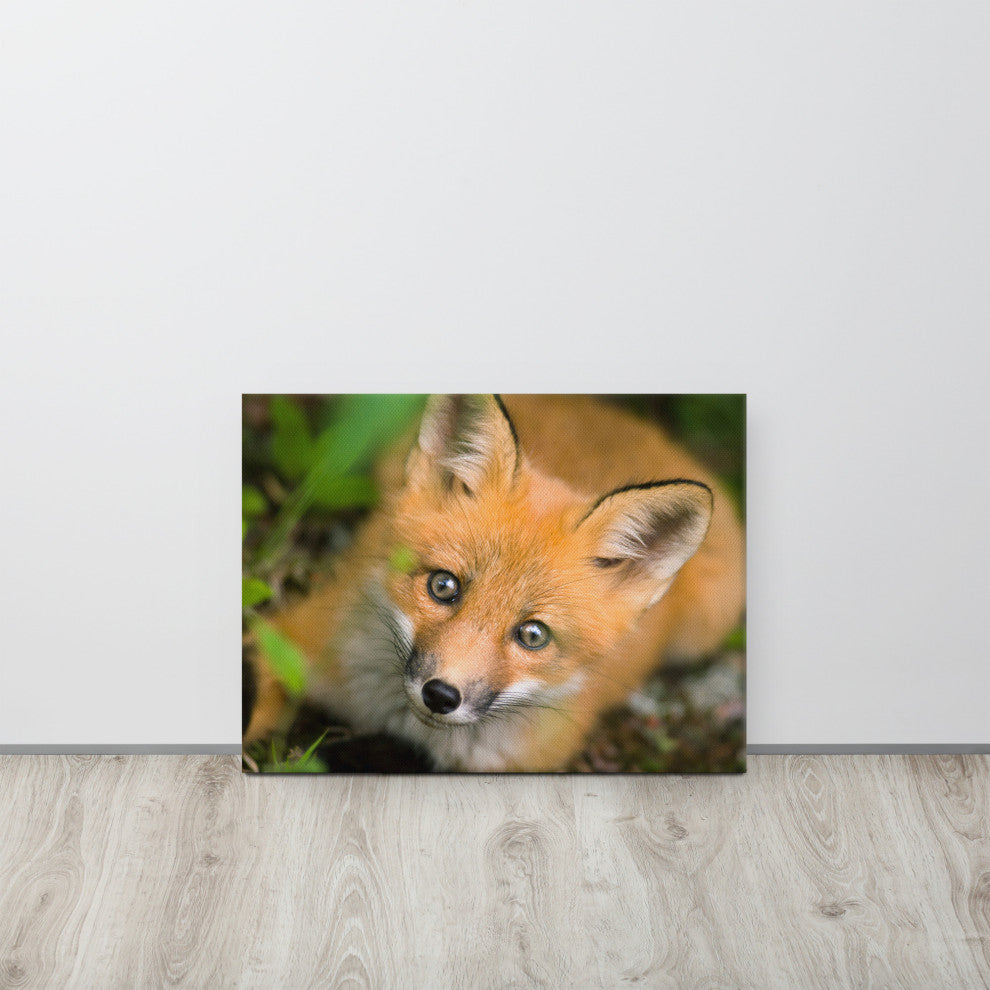 Young Red Fox Face Animal Wildlife Nature Photograph Canvas Wall Art Prints, 18" X 24"