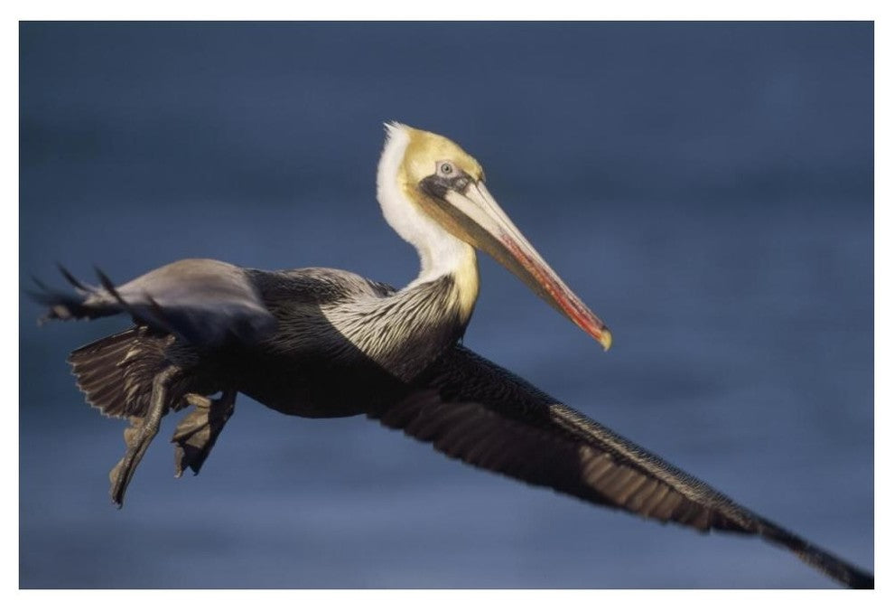 "Brown Pelican flying, California" Paper Print by Tim Fitzharris, 50"x34"