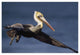 "Brown Pelican flying, California" Paper Print by Tim Fitzharris, 50"x34"