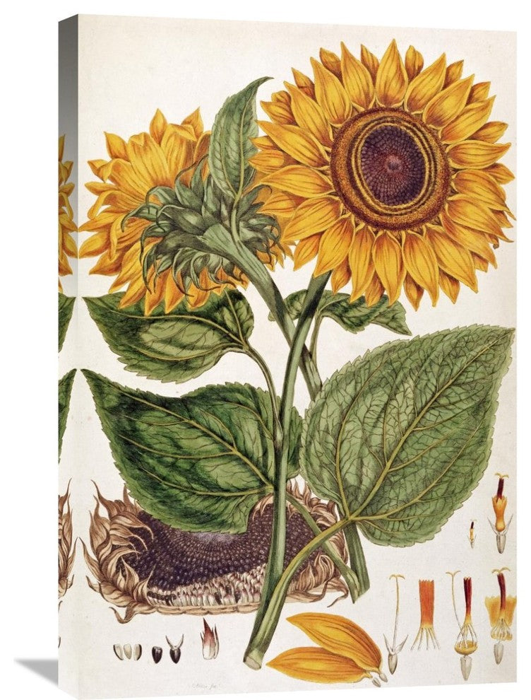 "Sunflower" Artwork, 20" x 30"