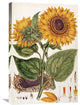 "Sunflower" Artwork, 20" x 30"