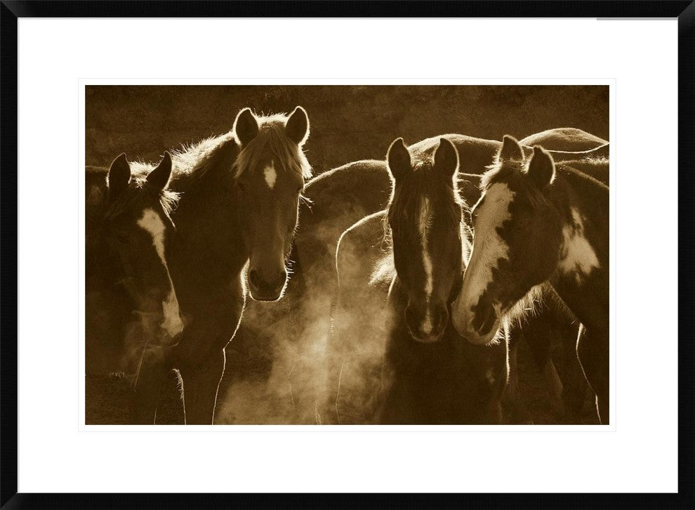 Horse Herd At Annual Round-Up, Backlit, Ecuador, Sepia, 30"x22"