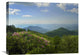 "Rhododendron Tree Flowering, Blue Ridge Parkway, North Carolina" Artwork