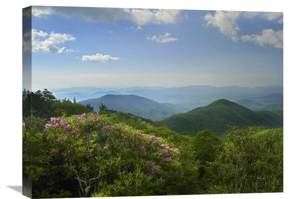 "Rhododendron Tree Flowering, Blue Ridge Parkway, North Carolina" Artwork