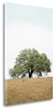 "Oak Tree - 73" By Alan Blaustein, Giclee Print on Gallery Wrap Canvas