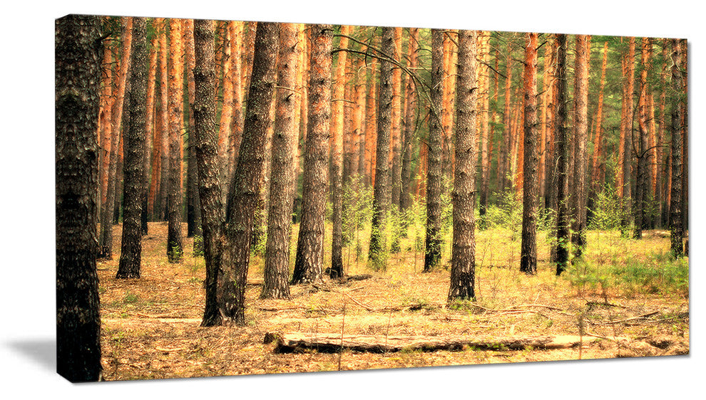 Beautiful Pine Forest at Sunset, Modern Forest Canvas Art, 32"x16"