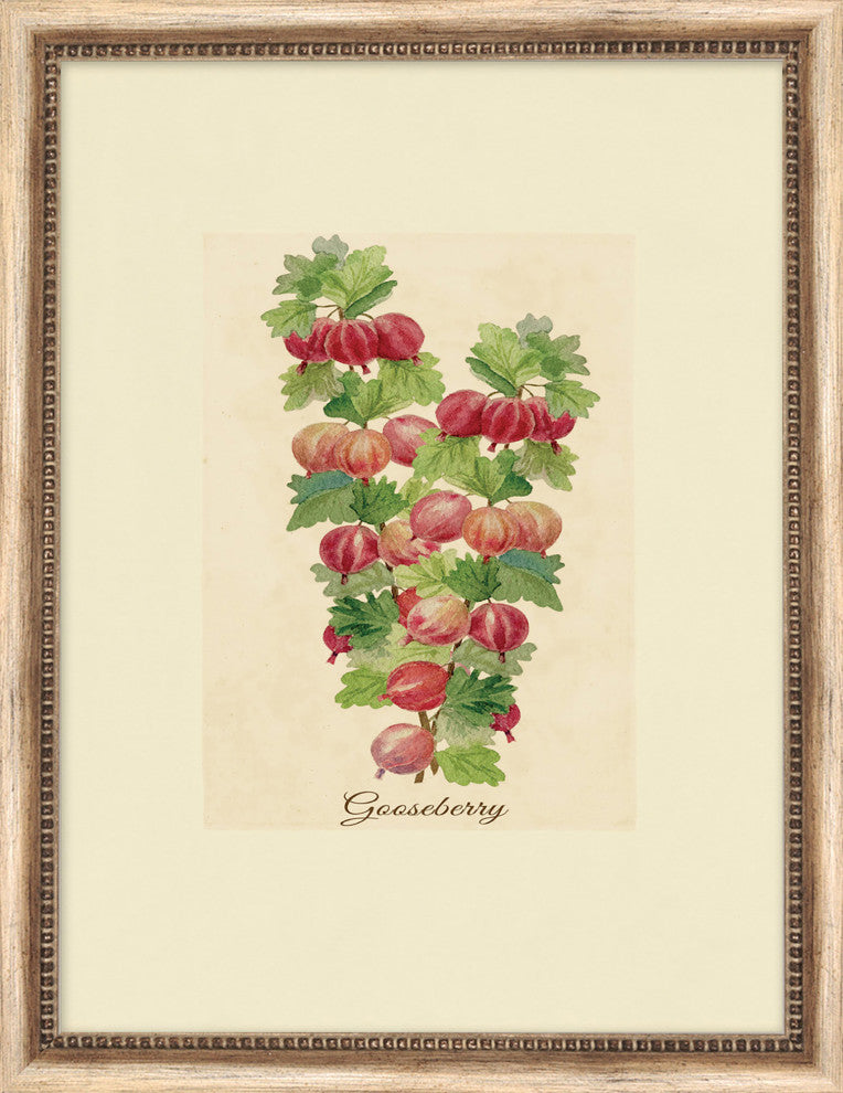 Gooseberry Study , Giclee Reproduction Artwork