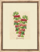 Gooseberry Study , Giclee Reproduction Artwork