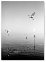 "Flying" Canvas Art by Moises Levy