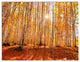 Colorful Red Forest at Sunset, Modern Forest Canvas Art, 36x28, 3 Panels