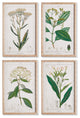 4-Piece Meadow Botanical Study Set