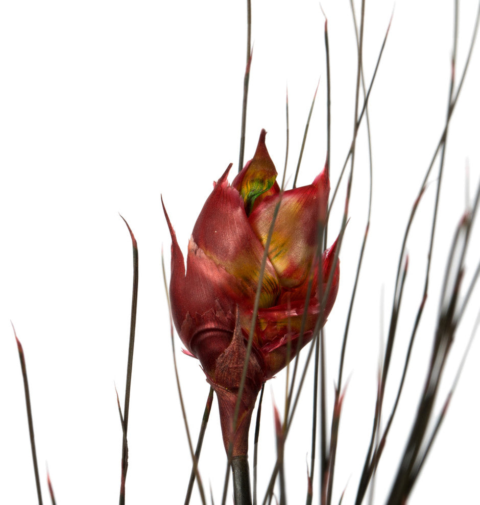 Vickerman 36"-40" Bell Grass with Seed Pods, Preserved