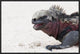 "Marine Iguana, Galapagos Islands, Ecuador"  by Tui De Roy, 25x17"