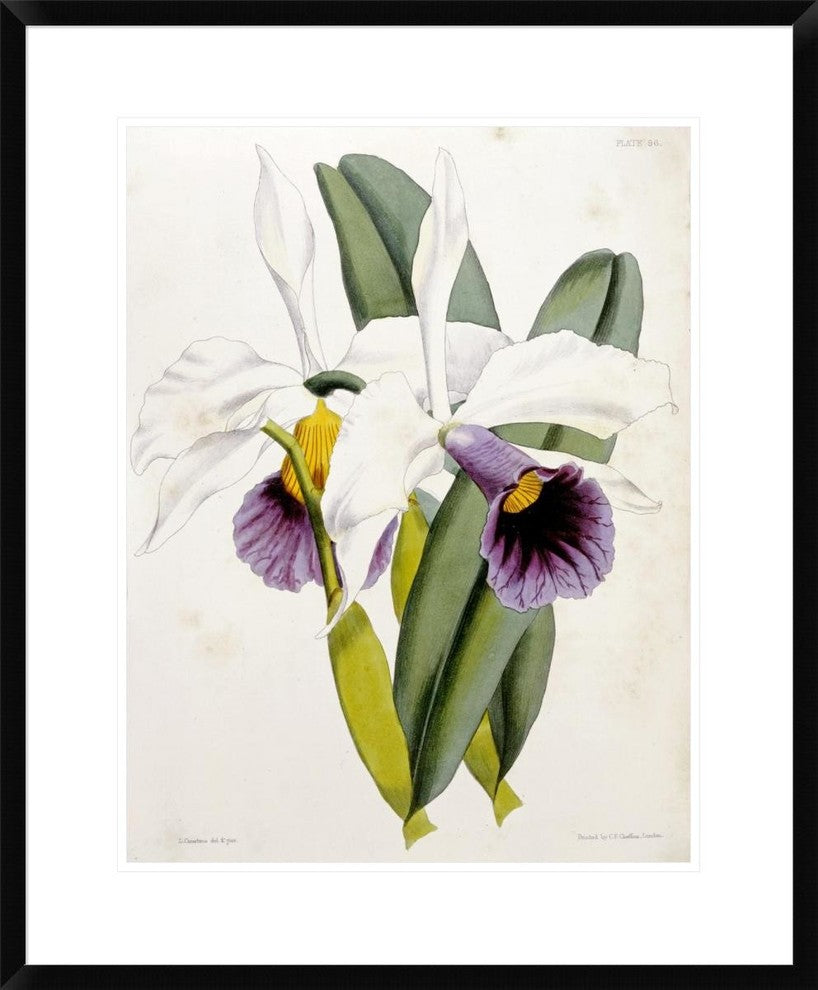 "Lily" Framed Digital Print by William Curtis, 24"x30"