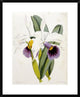 "Lily" Framed Digital Print by William Curtis, 24"x30"