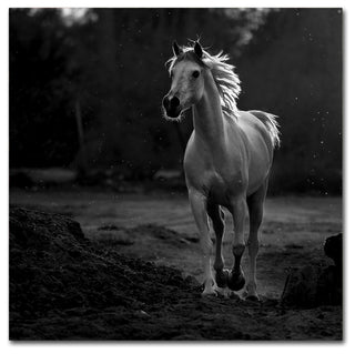 Abdullah Al-Saeed 'Coquetry' Canvas Art, 14 x 14