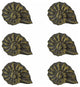 Bronze Cast Iron Nautilus Shell Drawer Pull Decorative Cabinet Knobs Set of 6
