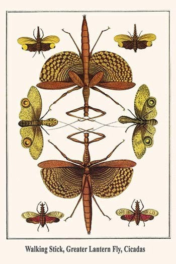 Walking Stick, Greater Lantern Fly, Cicadas-Gallery Wrapped Canvas Art 28" x 42"