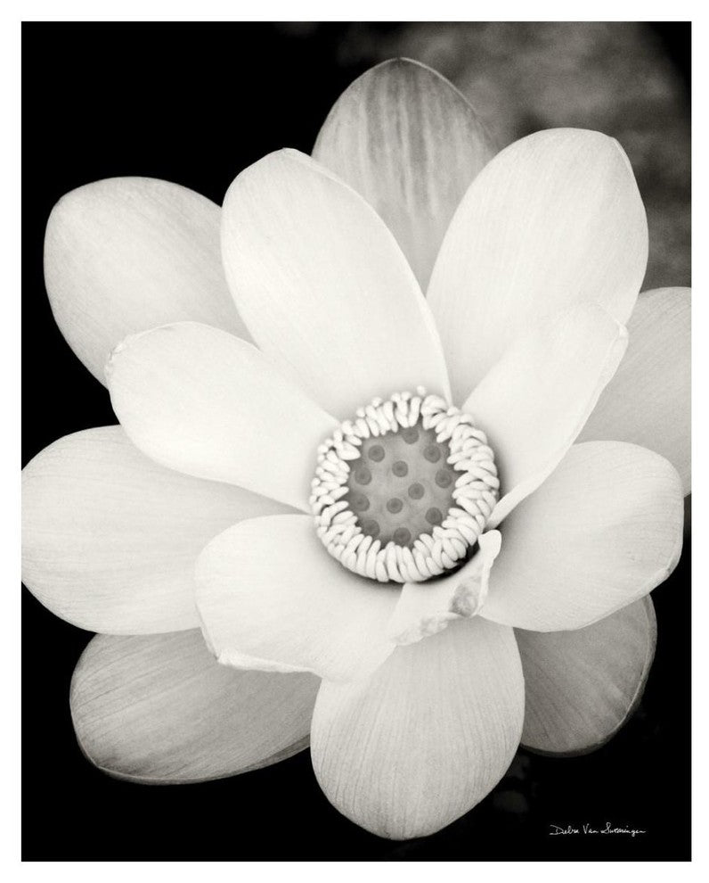"Lotus Flower III" Digital Paper Print by Debra Van Swearingen, 22"x26"