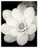 "Lotus Flower III" Digital Paper Print by Debra Van Swearingen, 22"x26"