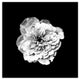White Flower on Black Background Print on Canvas